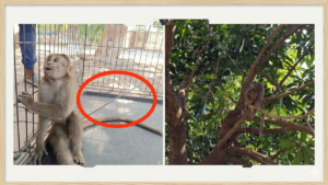 येऊर में बंदर पर तीर से अमानवीय हमला : अवैध निर्माणों के खिलाफ कार्रवाई की उठी मांग